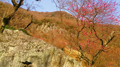 湯河原幕山公園 梅1.jpg