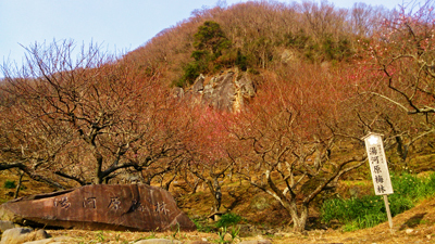 湯河原幕山公園梅林1.jpg